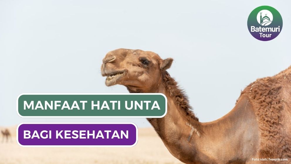 Ampuh Obati Asma, Inilah Manfaat Hati Unta untuk Kesehatan